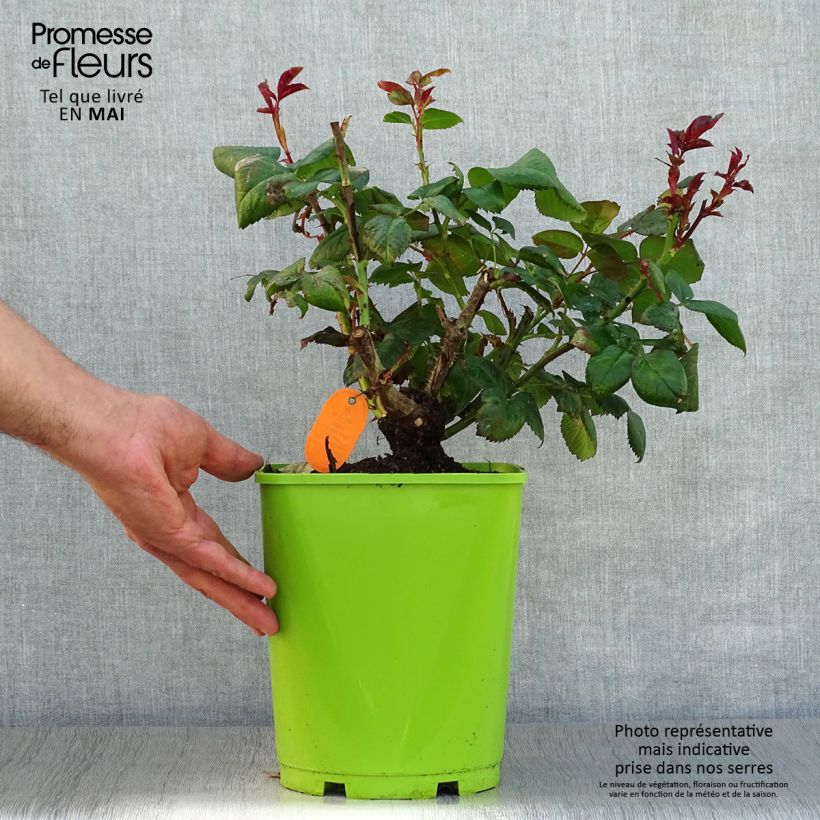 Example of Rosa Eddy Mitchell - Edelrose Topf mit 4L/5L as you get in printemps