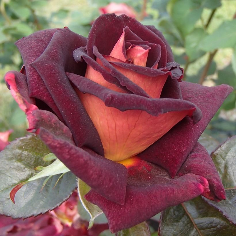 Rosa Eddy Mitchell - Edelrose (Flowering)