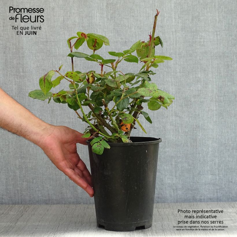 Exemplar von Rosa Elégance Française Meithatie - Edelrose Topf mit 4L/5L wie im Frühjahr geliefert