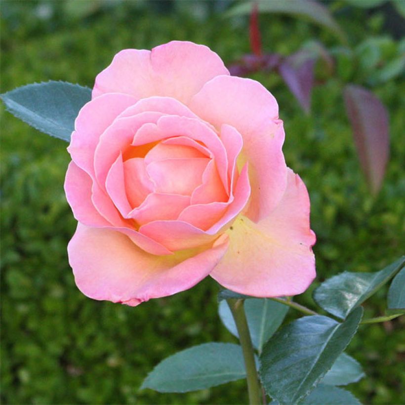 Rosa Elle - Edelrose (Flowering)