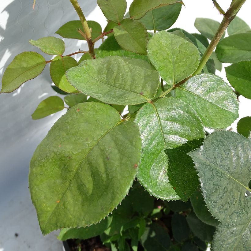 Rosa Elle - Edelrose (Foliage)