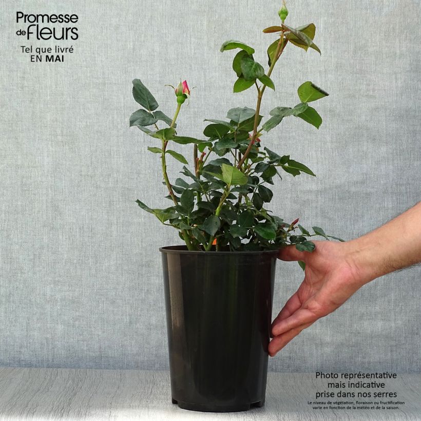 Example of Rosa Elle - Edelrose Topf mit 4L/5L as you get in printemps