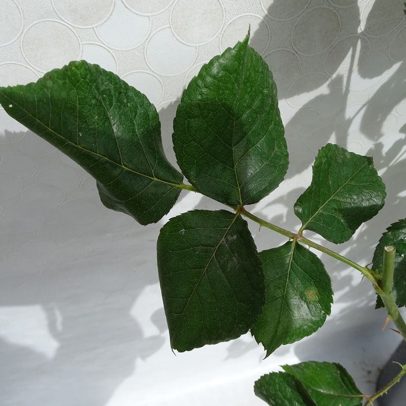 Rosa Eriko Takeda - Edelrose (Foliage)