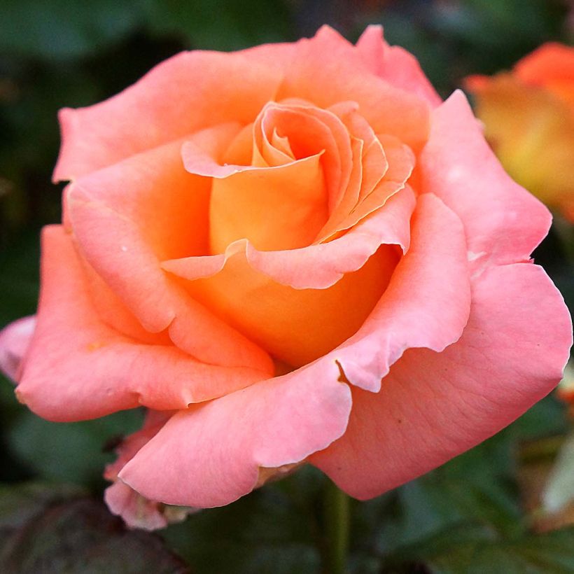 Rosa Eriko Takeda - Edelrose (Flowering)