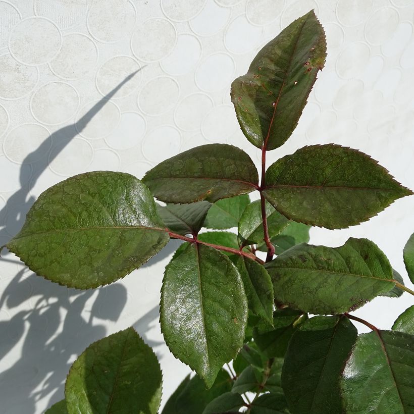 Rosa Fragonard - Edelrose (Foliage)
