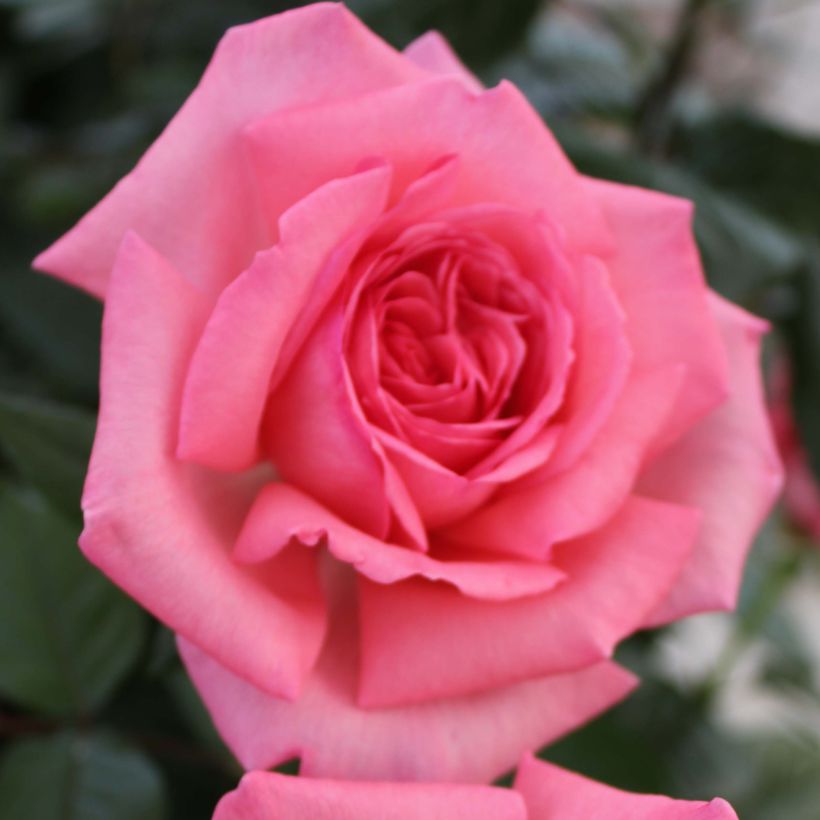 Rosa Fragonard - Edelrose (Flowering)