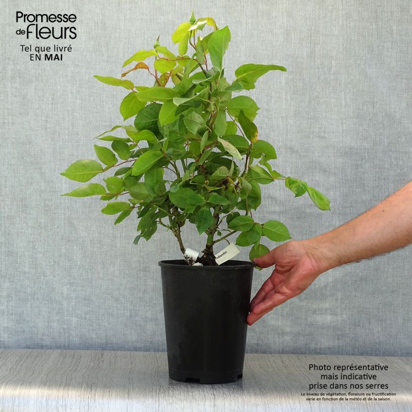 Exemplar von Rosa Gérard Depardieu - Edelrose Topf mit 4L/5L wie im Frühjahr geliefert