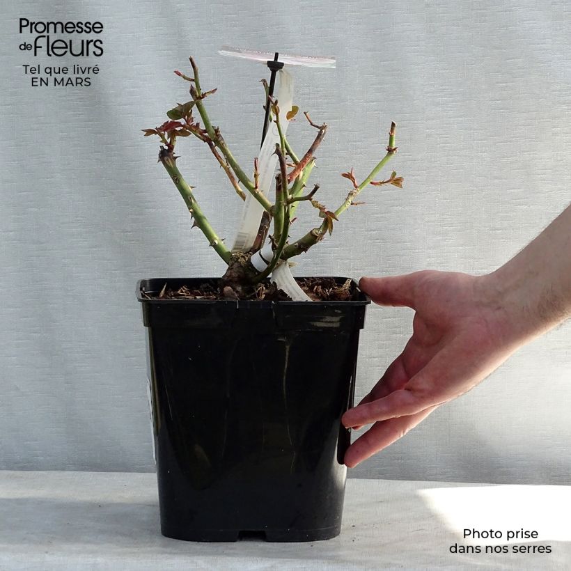 Example of Rosa Gilles de Brissac - Edelrose Topf mit 4L/5L as you get in hiver