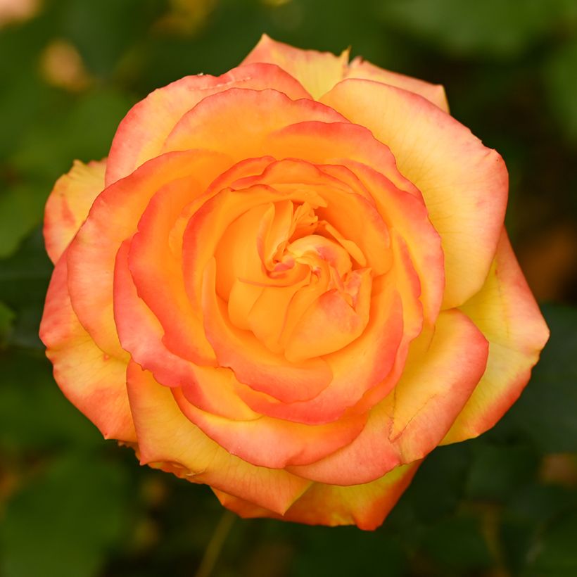 Rosa Girandola - Edelrose (Flowering)
