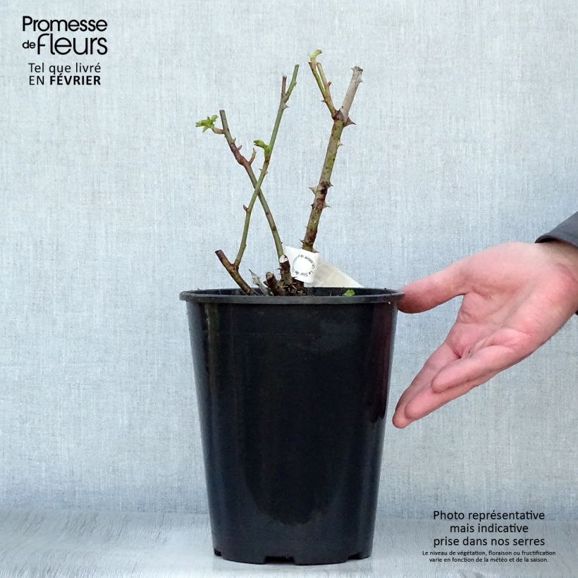 Exemplar von Rosa Guillaume Gomez - Edelrose Topf mit 4L/5L wie im Winter geliefert