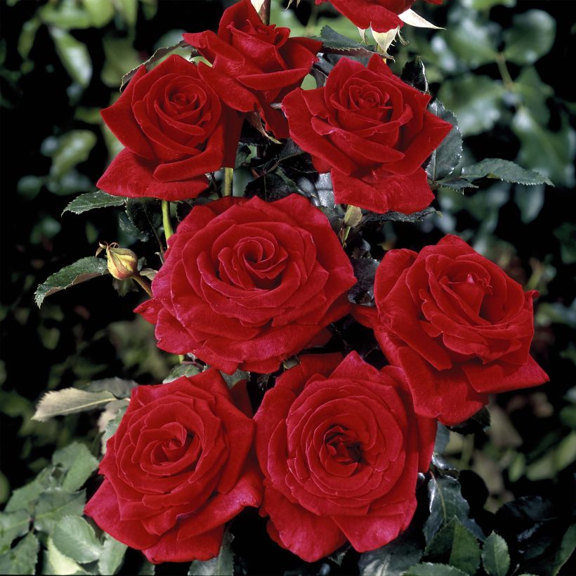 Rosa Hacienda - Edelrose (Flowering)