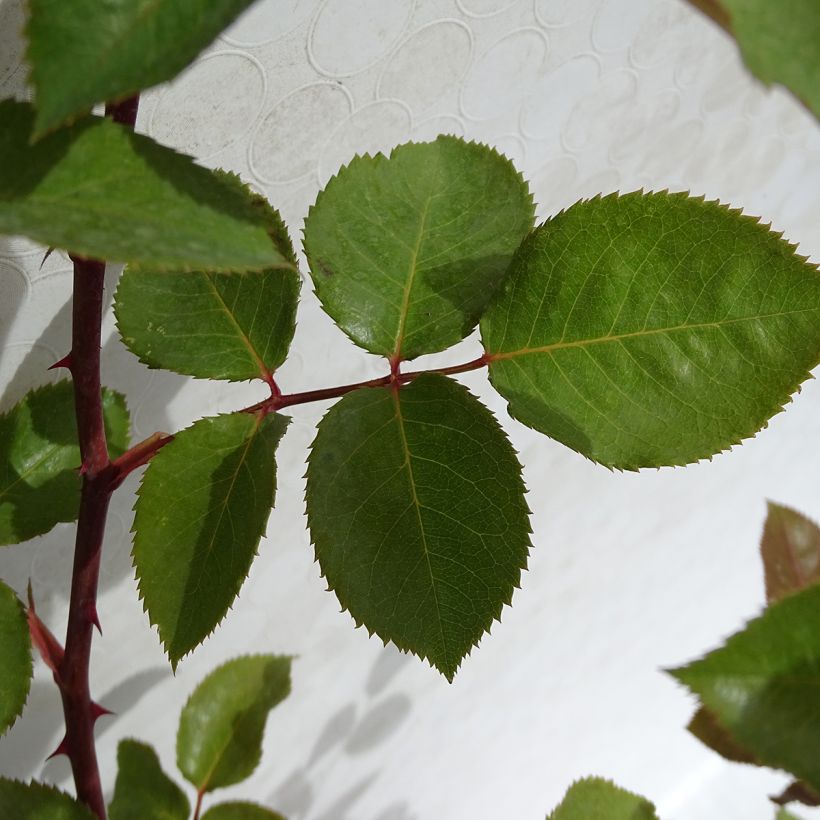 Rosa Hacienda - Edelrose (Foliage)