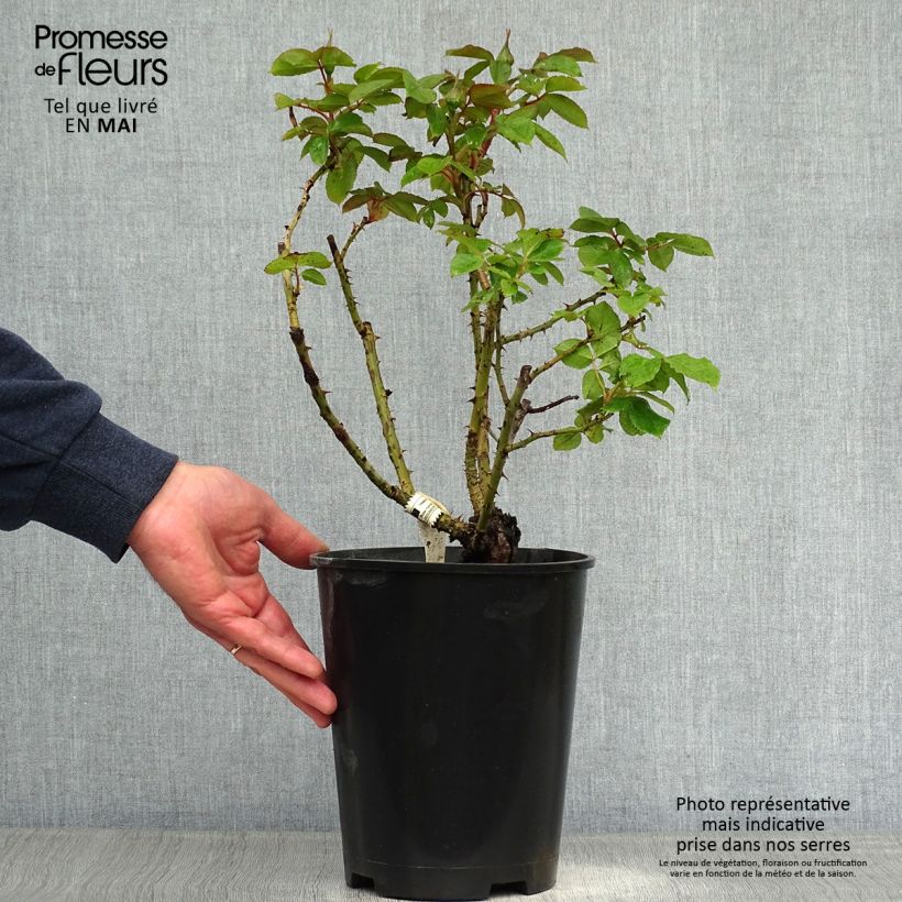 Exemplar von Rosa Henri Matisse - Edelrose Topf mit 3L/4L wie im Frühjahr geliefert