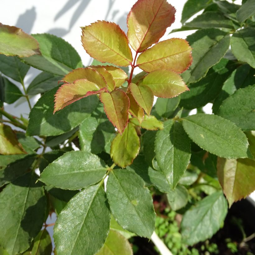 Rosa Henri Matisse - Edelrose (Foliage)