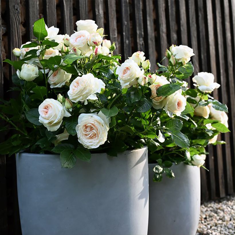 Rosa Holiday Island Key Largo - Edelrose (Plant habit)