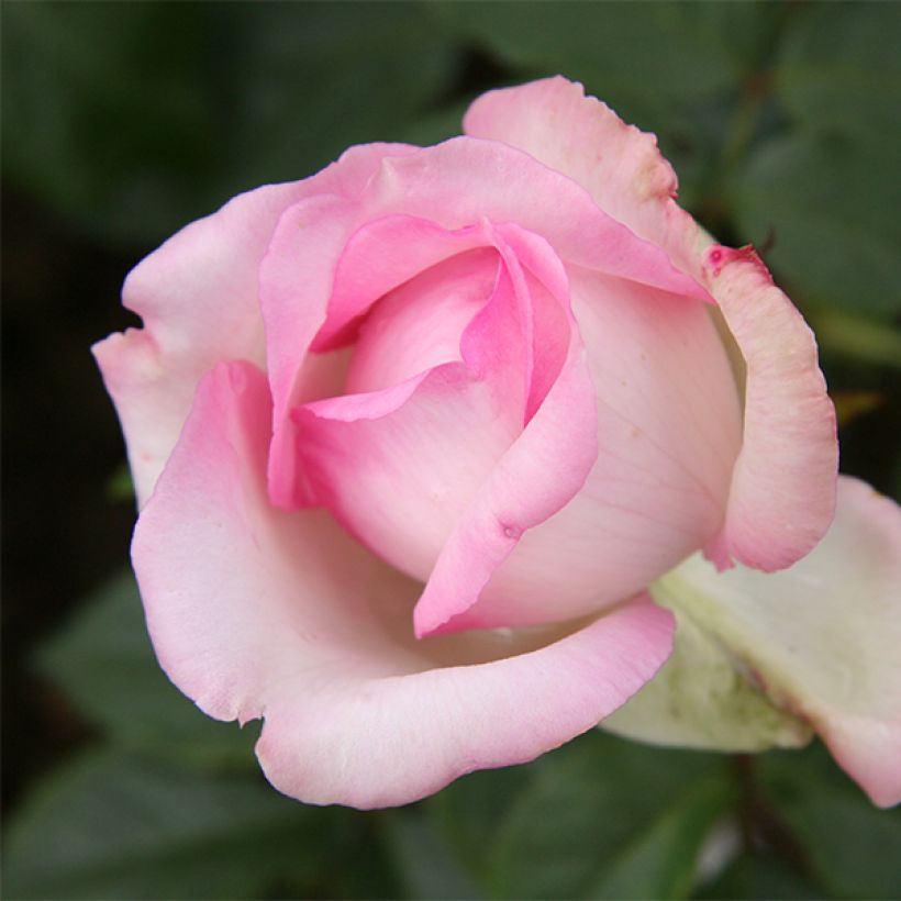 Rosa Honore de Balzac - Edelrose (Flowering)
