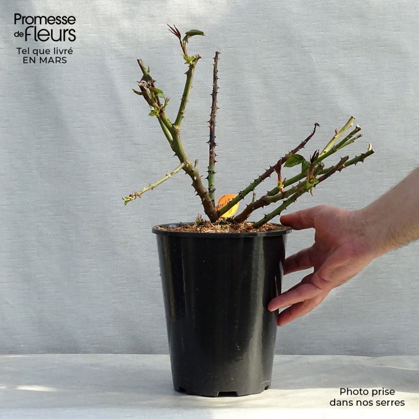 Example of Rosa Honore de Balzac - Edelrose Topf mit 4L/5L as you get in hiver