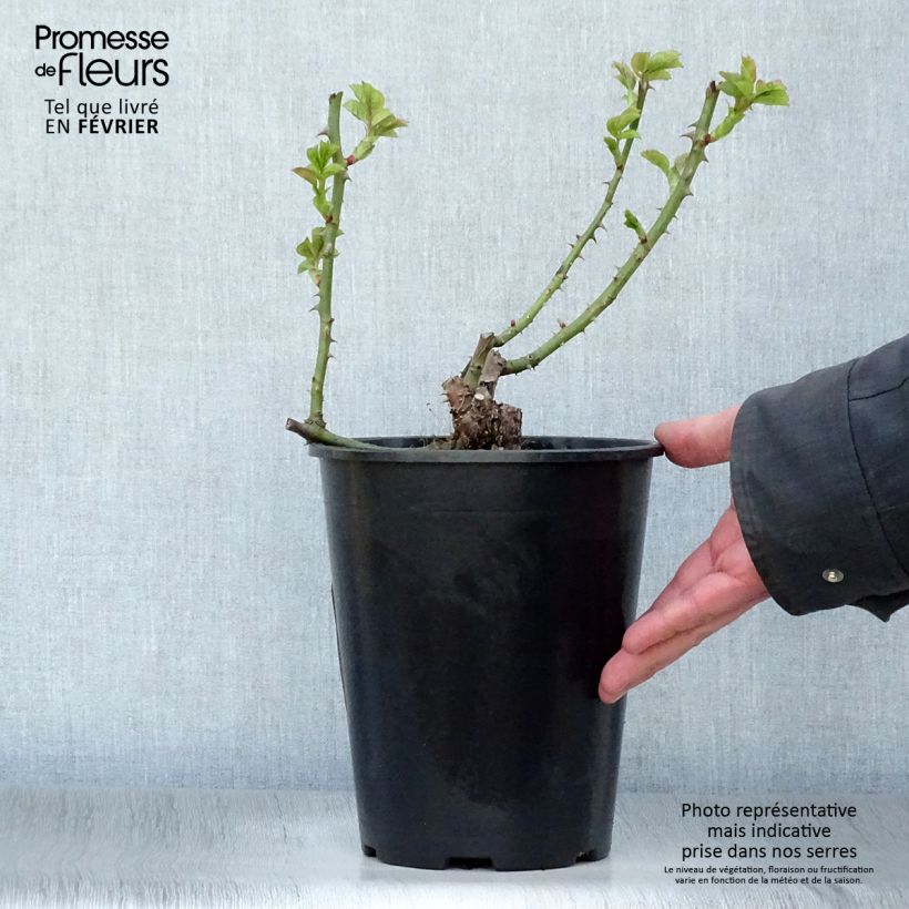 Exemplar von Rosa Ibiza - Edelrose Topf mit 4L/5L wie im Winter geliefert