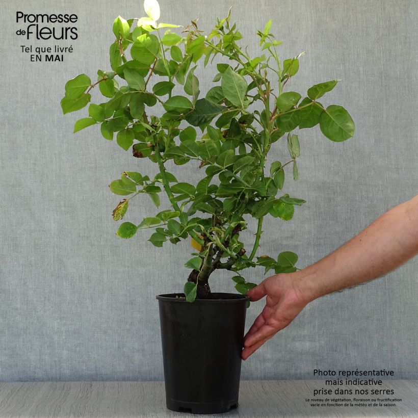 Exemplar von Rosa Ibiza - Edelrose Topf mit 4L/5L wie im Frühjahr geliefert