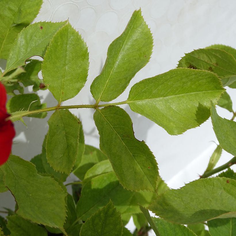 Rosa Impératrice Farah - Edelrose (Foliage)