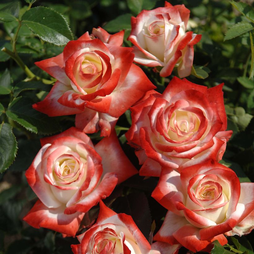 Rosa Impératrice Farah - Edelrose (Flowering)