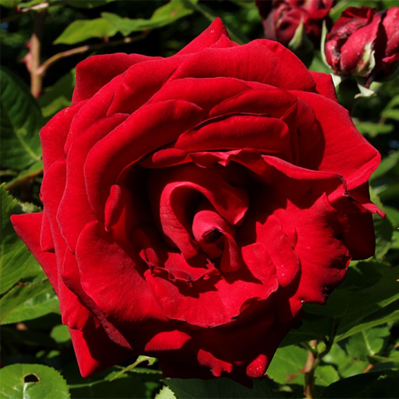 Rosa Ingrid Bergman - Edelrose (Flowering)