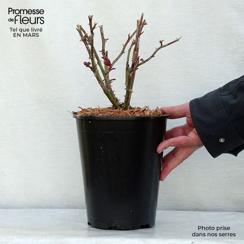 Exemplar von Rosa Ingrid Bergman - Edelrose Topf mit 4L/5L wie im Winter geliefert