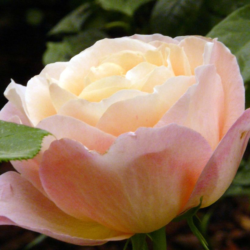 Rosa Isabelle Autissier - Edelrose (Flowering)