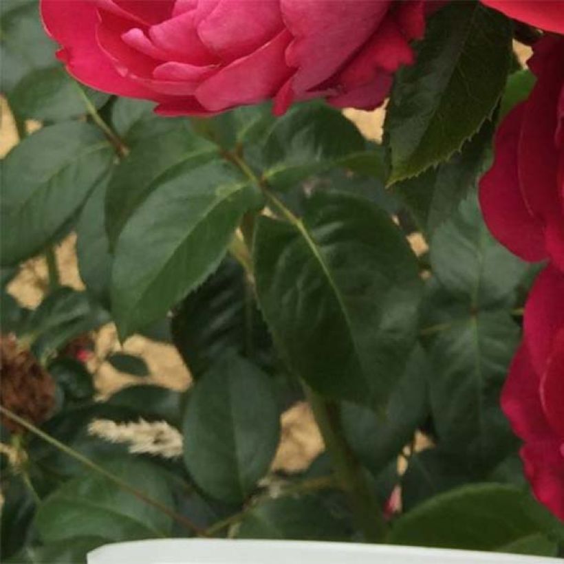 Rosa Jingle Bells - Edelrose (Foliage)