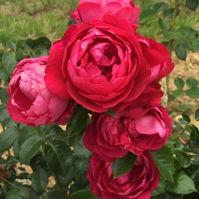 Rosa Jingle Bells - Edelrose (Flowering)