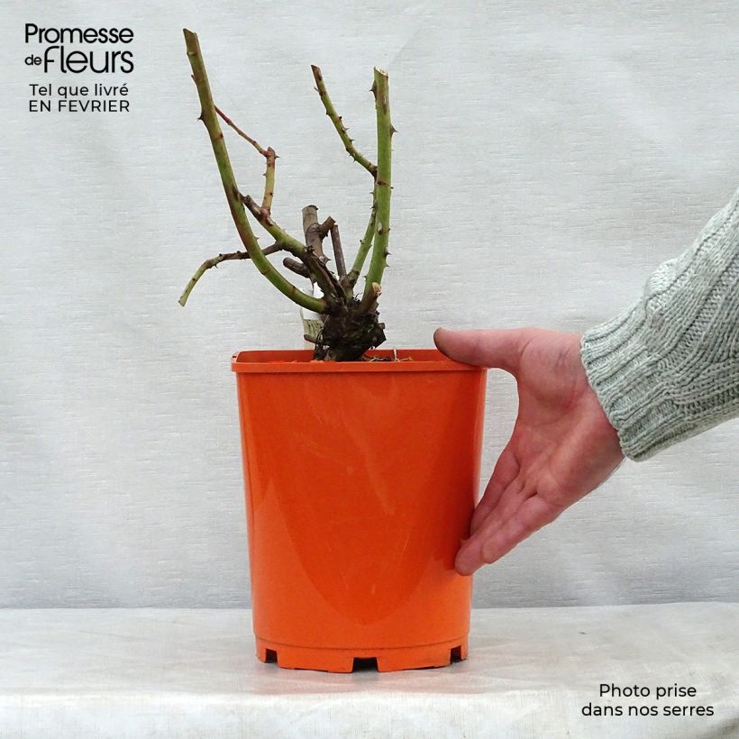 Exemplar von Rosa Jingle Bells - Edelrose Topf mit 4L/5L wie im Winter geliefert