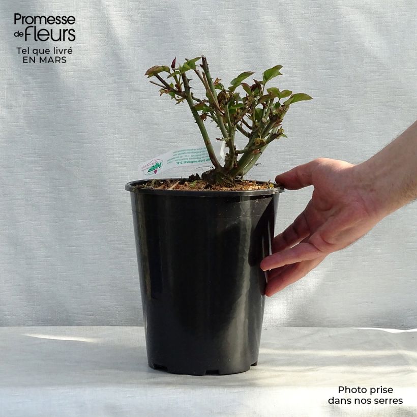 Exemplar von Rosa Jules Verne - Edelrose Topf mit 4L/5L wie im Winter geliefert