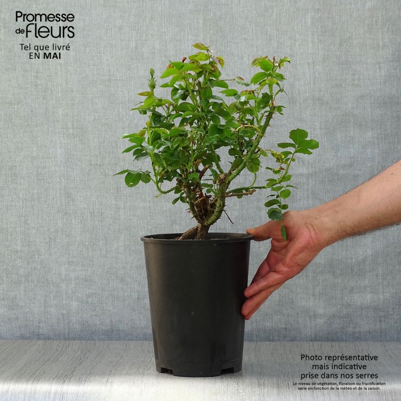 Example of Rosa Ketchup & Mustard - Edelrose Topf mit 4L/5L as you get in printemps