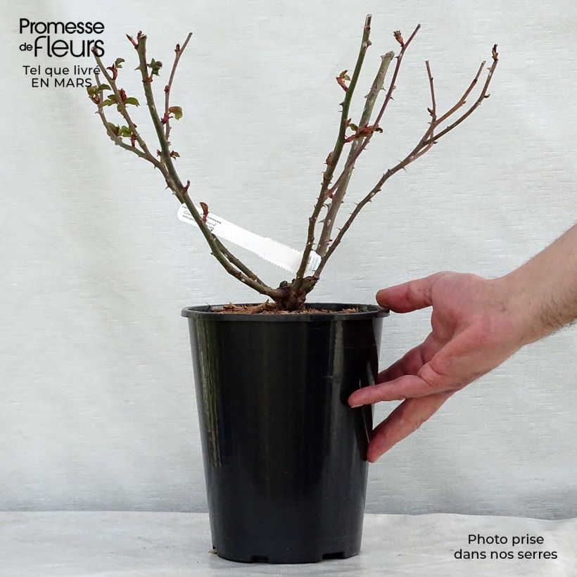 Exemplar von Rosa La Rose de Molinard - Edelrose Topf mit 4L/5L wie im Winter geliefert