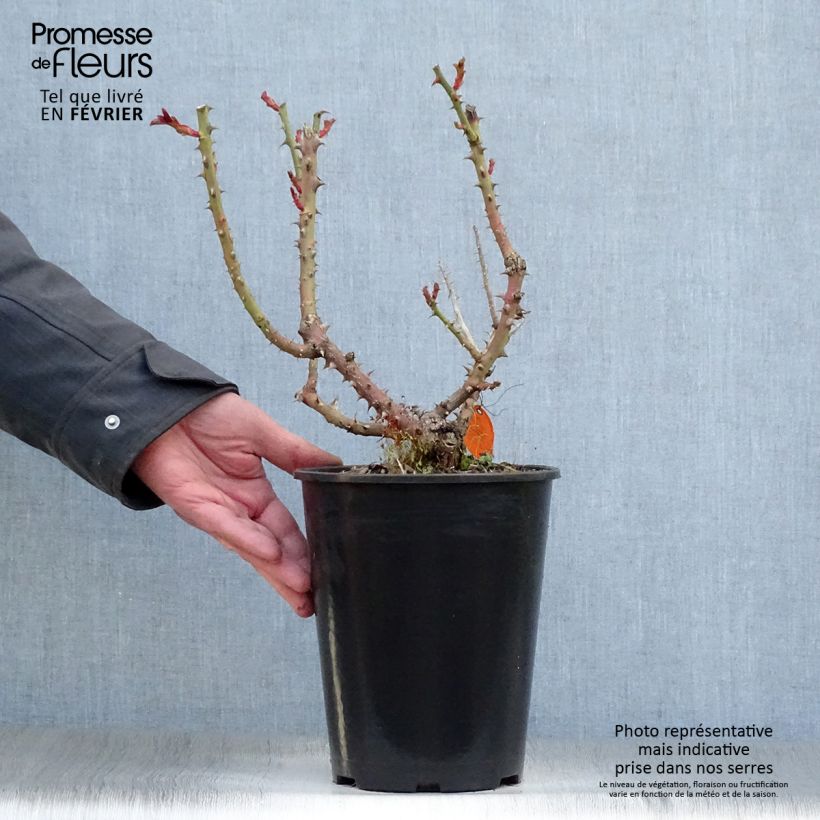 Example of Rosa Laeticia Casta - Edelrose Topf mit 4L/5L as you get in hiver