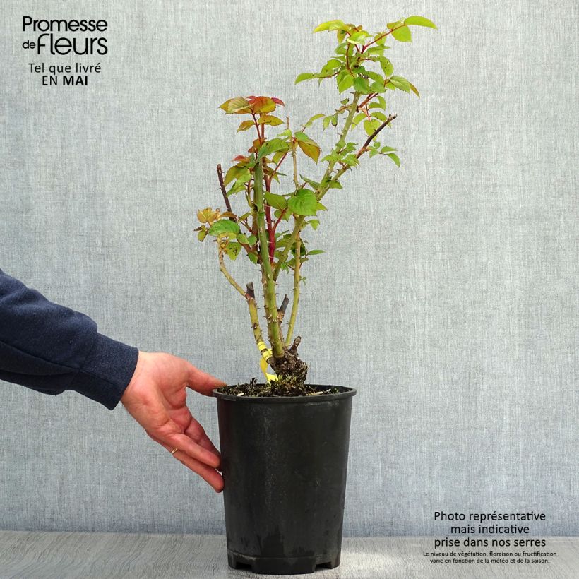 Exemplar von Rosa Les Années Folles Fox Trot - Edelrose Topf mit 4L/5L wie im Frühjahr geliefert