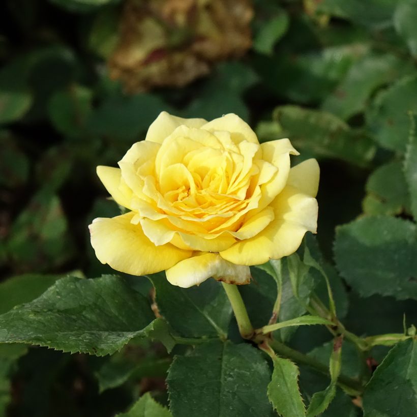 Rosa Les Années Folles La Rotonde - Edelrose (Flowering)