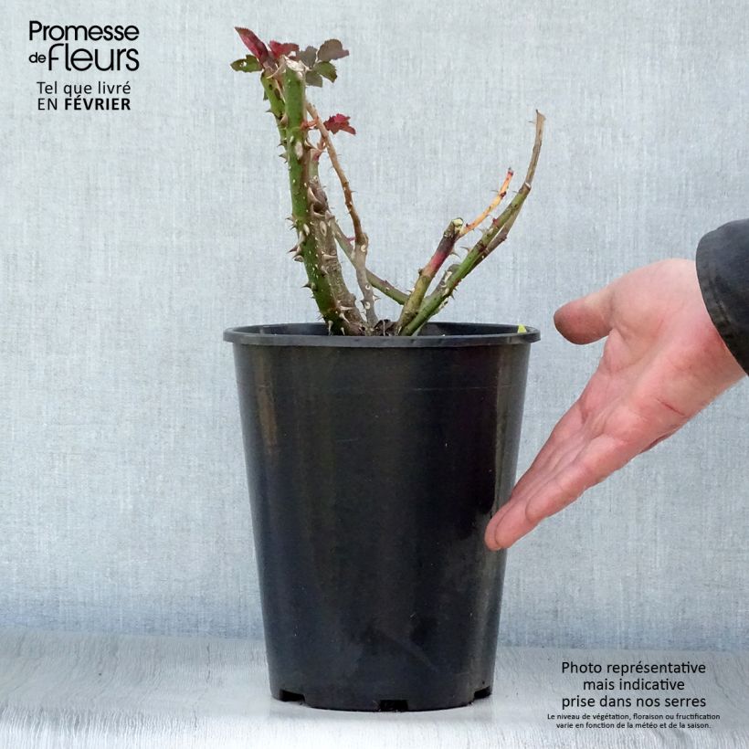 Exemplar von Rosa Les Années Folles La Rotonde - Edelrose Topf mit 4L/5L wie im Winter geliefert