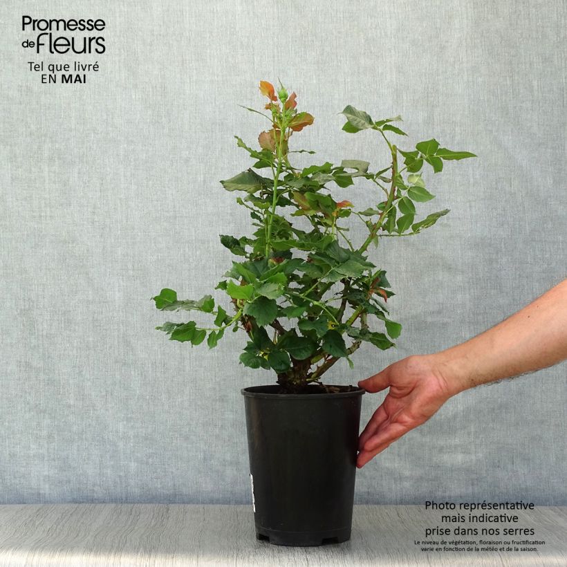 Exemplar von Rosa Les Années Folles La Rotonde - Edelrose Topf mit 4L/5L wie im Frühjahr geliefert