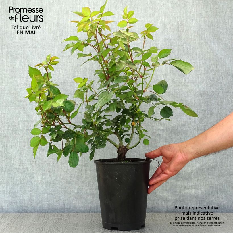 Exemplar von Rosa Les Années Folles Music Hall - Edelrose Topf mit 4L/5L wie im Frühjahr geliefert