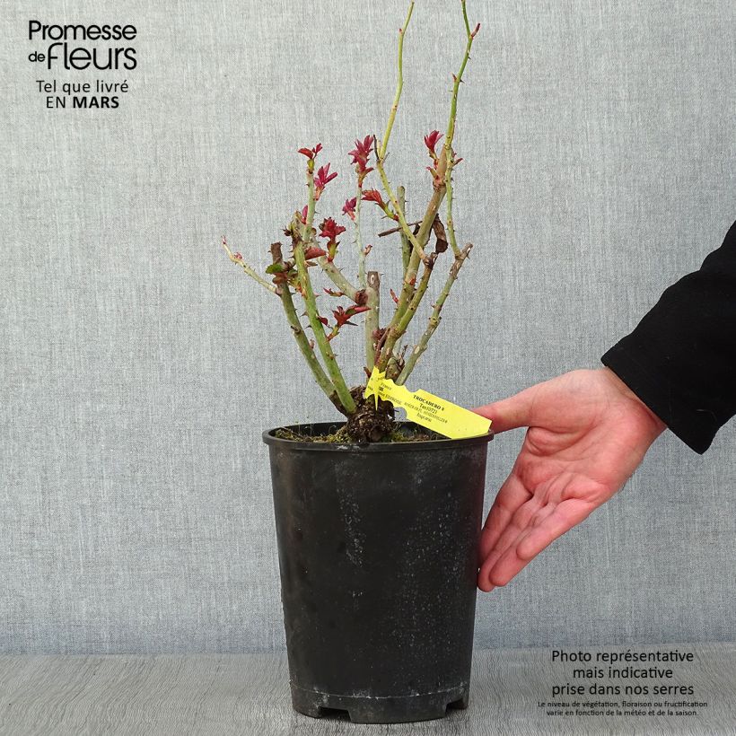 Exemplar von Rosa Les Années Folles Trocadéro - Edelrose Topf mit 4L/5L wie im Winter geliefert