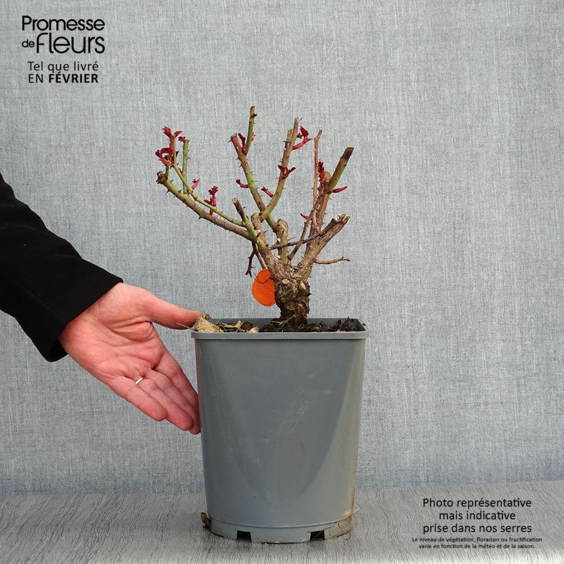 Exemplar von Rosa Line Renaud - Edelrose Topf mit 4L/5L wie im Winter geliefert