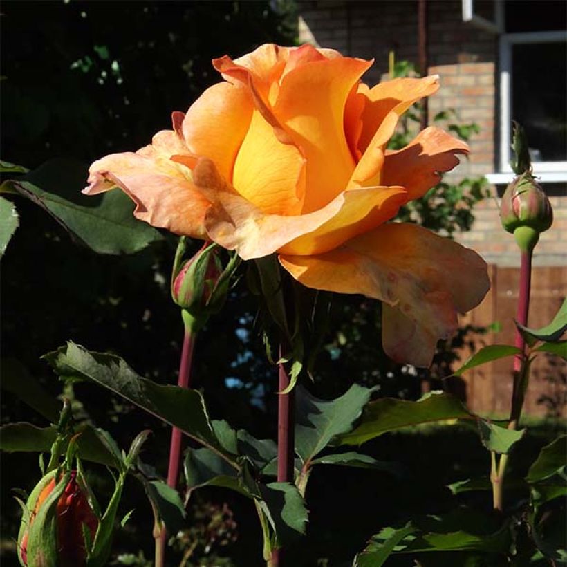 Rosa Louis de Funes - Edelrose (Flowering)
