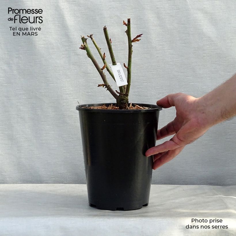 Exemplar von Rosa Louis de Funes - Edelrose Topf mit 4L/5L wie im Winter geliefert