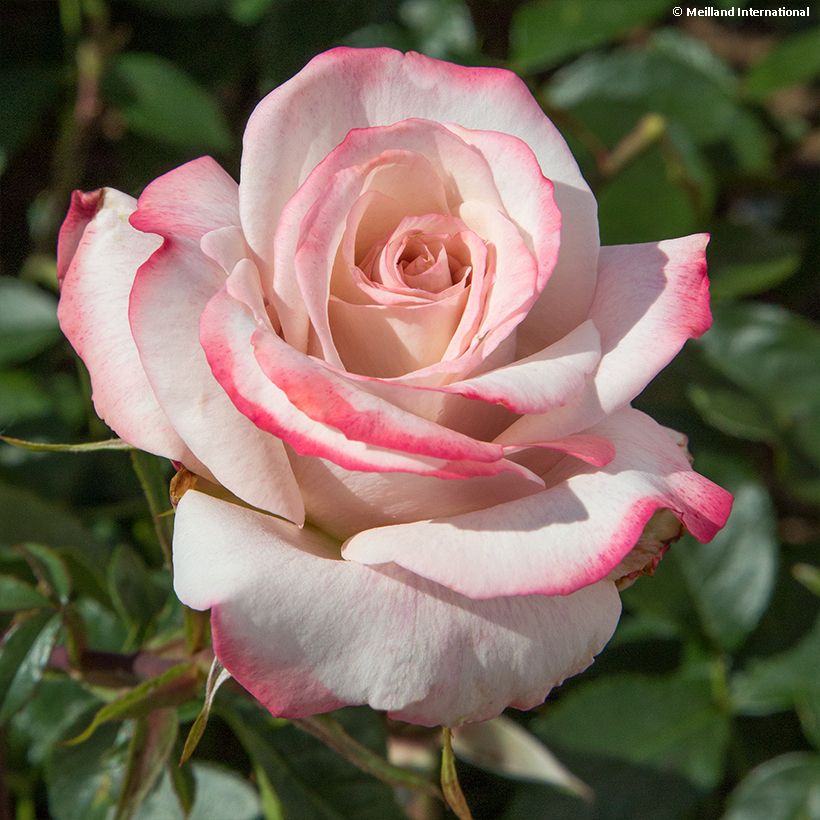 Rosa Lyon Lumières - Edelrose (Flowering)