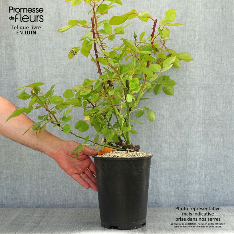 Example of Rosa Lyon Lumières - Edelrose Topf mit 4L/5L as you get in printemps