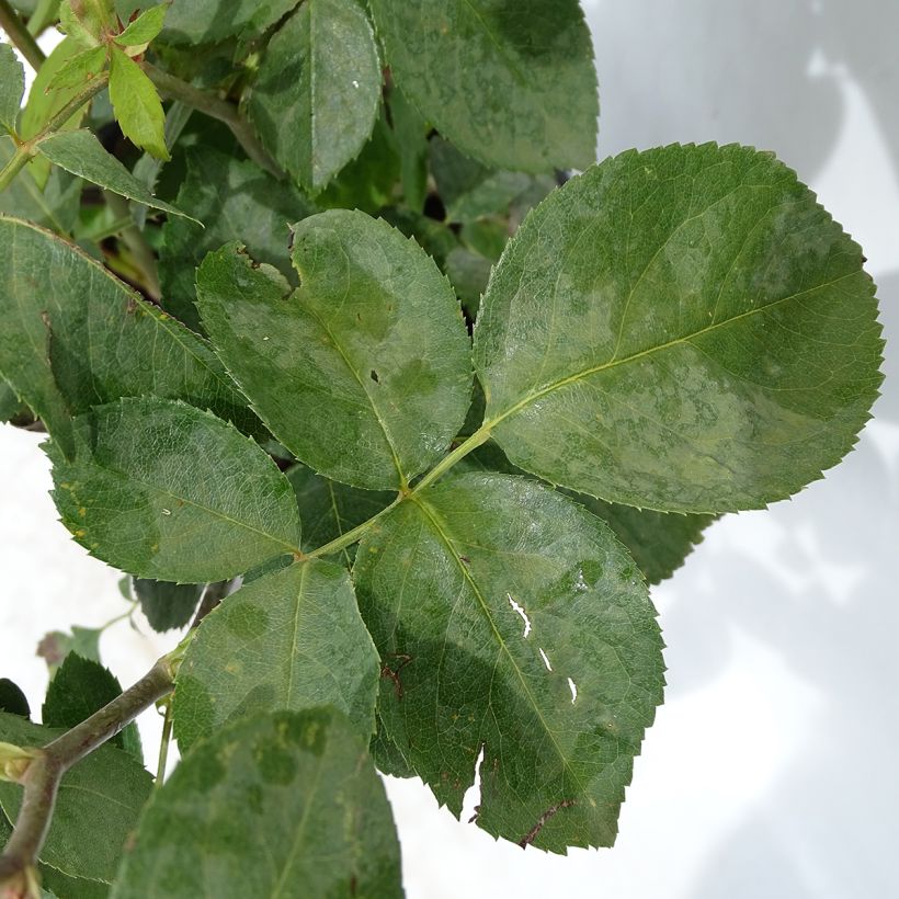 Rosa Mamy Blue - Edelrose (Foliage)