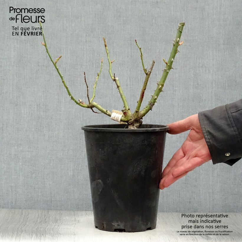 Example of Rosa Mamy Blue - Edelrose Topf mit 4L/5L as you get in hiver
