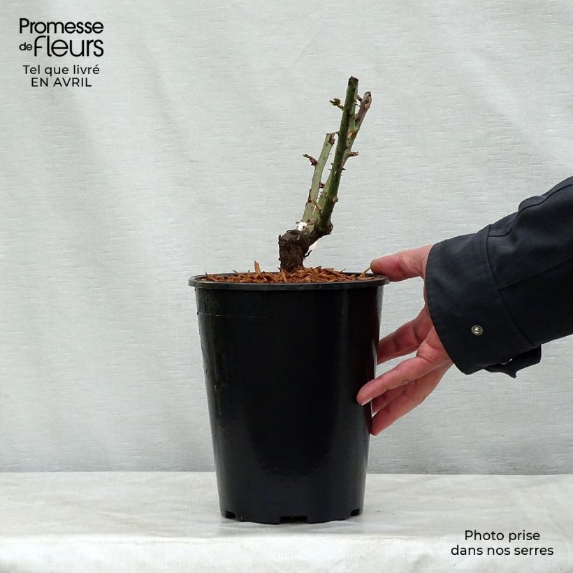 Exemplar von Rosa Mamy Blue - Edelrose Topf mit 4L/5L wie im Frühjahr geliefert