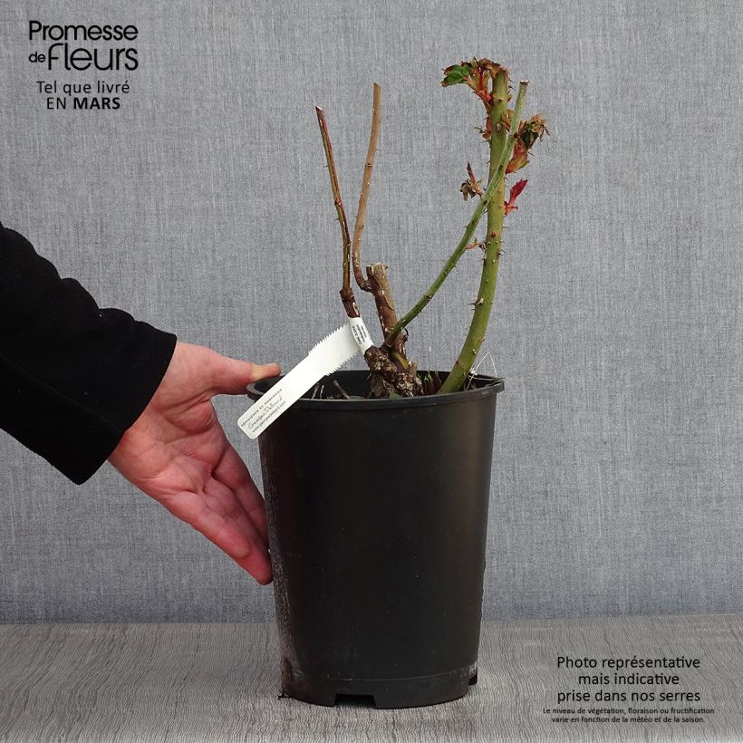 Exemplar von Rosa Marc Chagall - Edelrose Topf mit 3L/4L wie im Winter geliefert